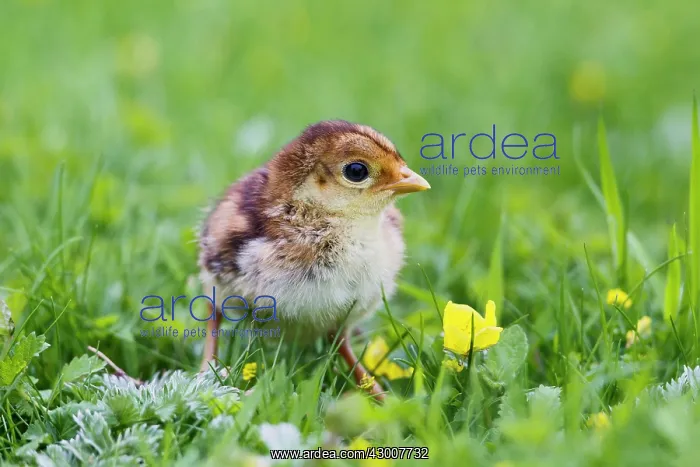 : Golden Pheasant chick in meadow controlled conditions 17025 : Golden Pheasant chick in meadow controlled conditions 17025