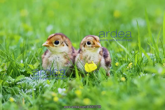 : Golden Pheasant chick in meadow controlled conditions 17028 : Golden Pheasant chick in meadow controlled conditions 17028
