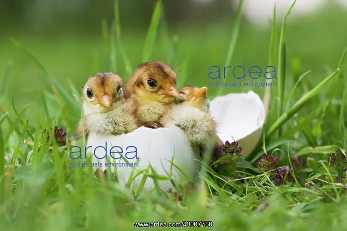 : Golden Pheasant chicks in Goose egg controlled conditions : Golden Pheasant chicks in Goose egg controlled conditions