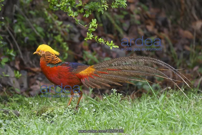 : Golden pheasant (Chrysolophus pictus) male on the : Golden pheasant (Chrysolophus pictus) male on the