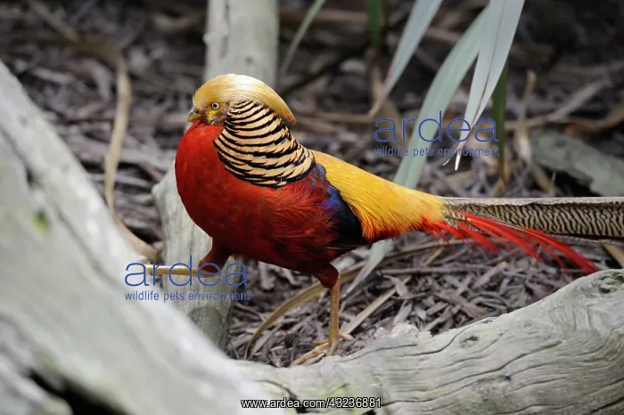 : Golden pheasant (Chrysolophus pictus) male on ground : Golden pheasant (Chrysolophus pictus) male on ground