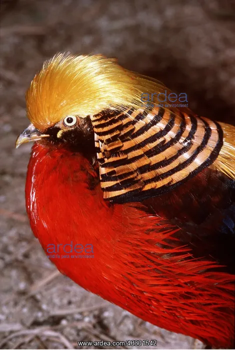 : GOLDEN PHEASANT - close-up of head : GOLDEN PHEASANT - close-up of head