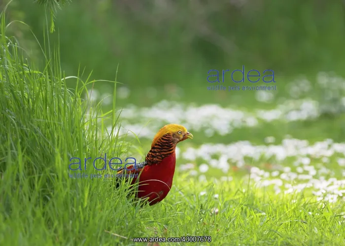  : Golden Pheasant male 16705