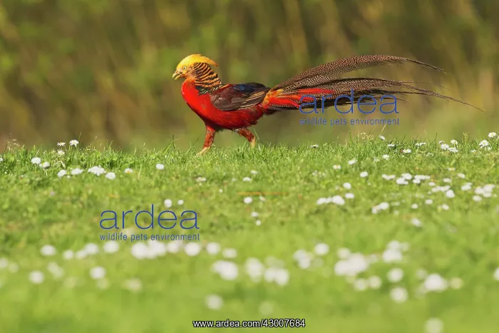  : Golden Pheasant male 16711
