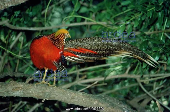 : Golden Pheasant - male : Golden Pheasant - male