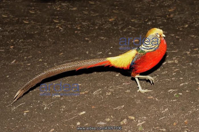 : Golden Pheasant male : Golden Pheasant male