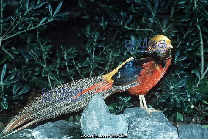 : GOLDEN PHEASANT - male : GOLDEN PHEASANT - male