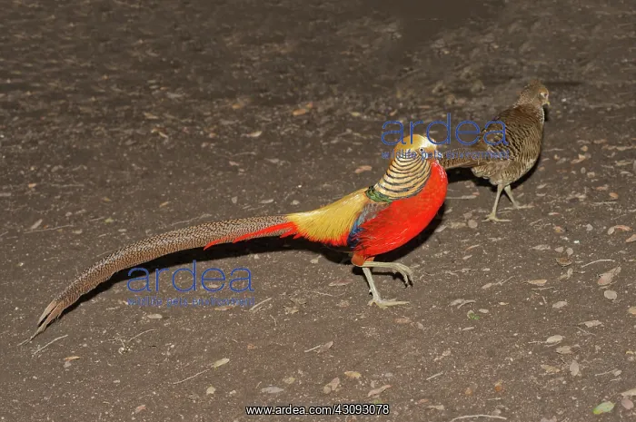 : Golden Pheasant Pair : Golden Pheasant Pair