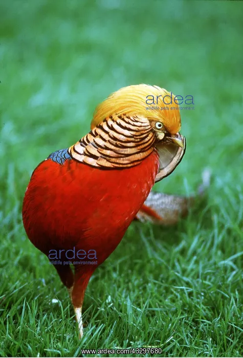 : GOLDEN PHEASANT - standing on one leg : GOLDEN PHEASANT - standing on one leg