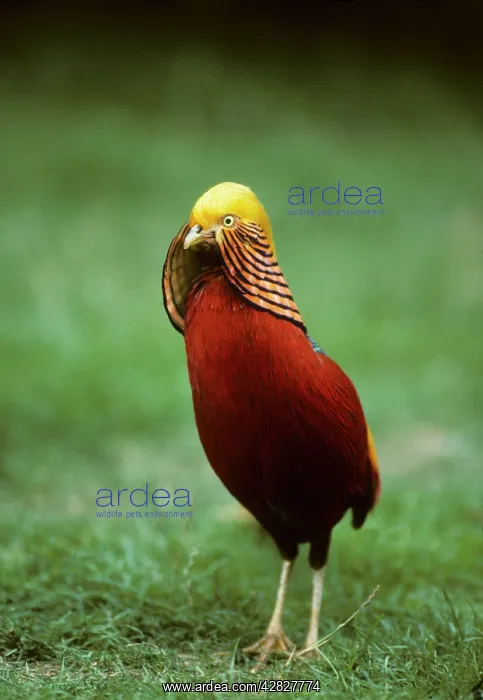 : Golden PHEASANT - front view : Golden PHEASANT - front view
