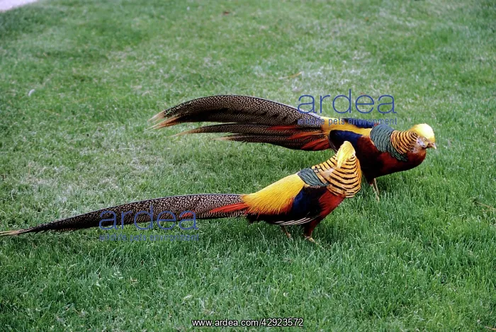 : GOLDEN PHEASANTS - two males : GOLDEN PHEASANTS - two males