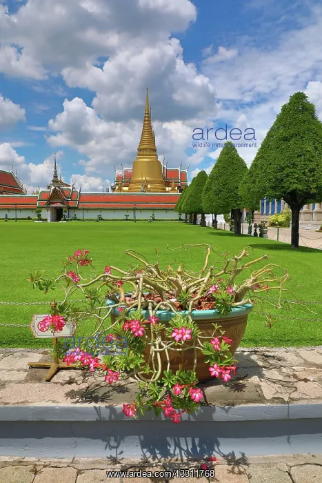 : Golden Phra Si Rattana Chedi at Wat Phra Kaew, Temple : Golden Phra Si Rattana Chedi at Wat Phra Kaew, Temple