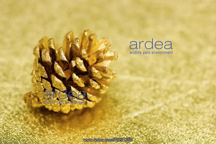 : Golden pine cone on golden underground Goldenen : Golden pine cone on golden underground Goldenen