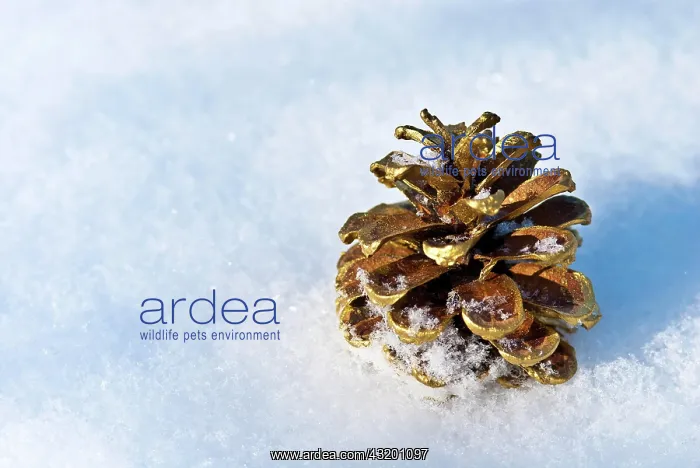 : Golden pine cone (Pinus) in the snow, Lower Saxony : Golden pine cone (Pinus) in the snow, Lower Saxony