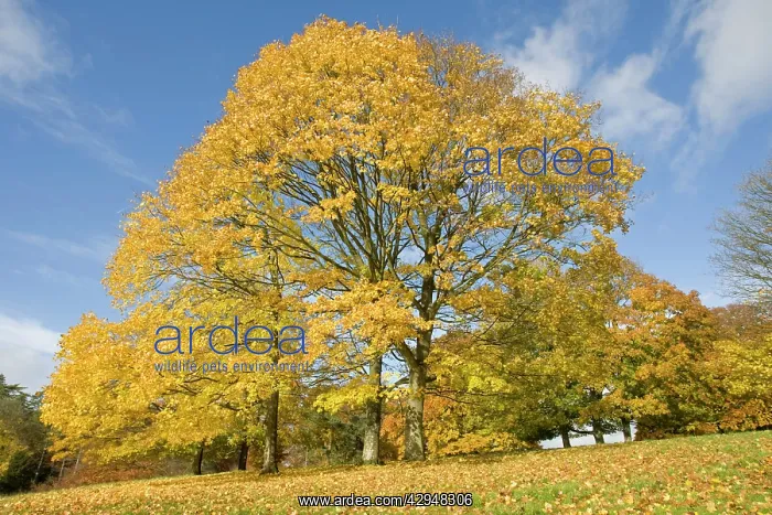 : Golden plane trees in yellow autumn colours : Golden plane trees in yellow autumn colours