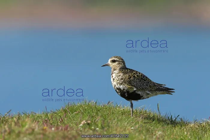 : Golden Plover : Golden Plover