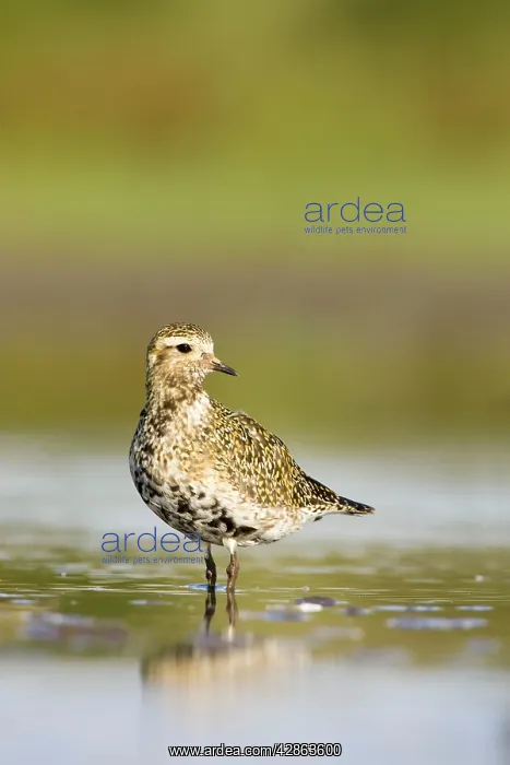 : Golden plover : Golden plover