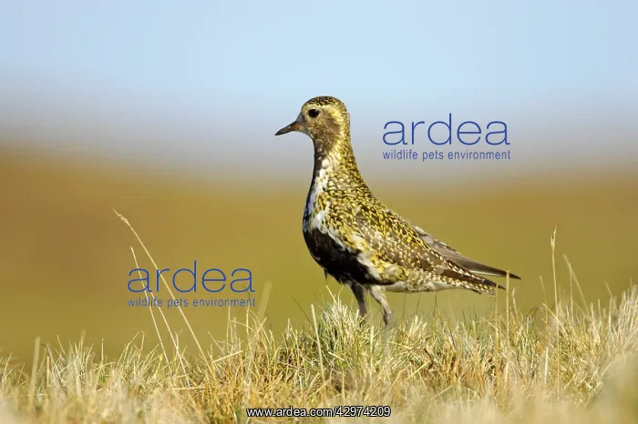 : Golden Plover : Golden Plover