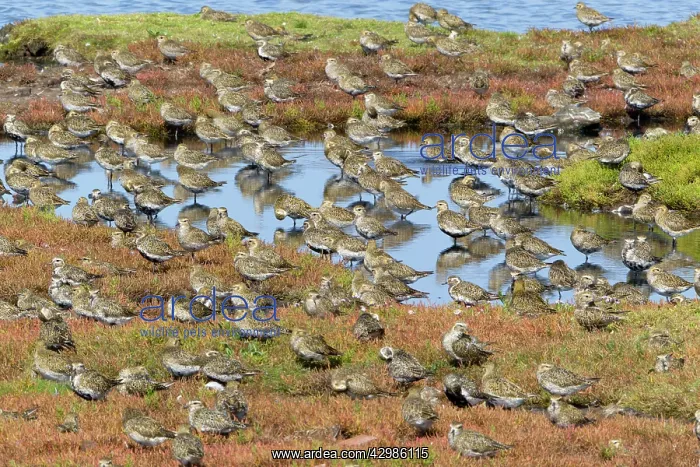 : Golden Plover : Golden Plover