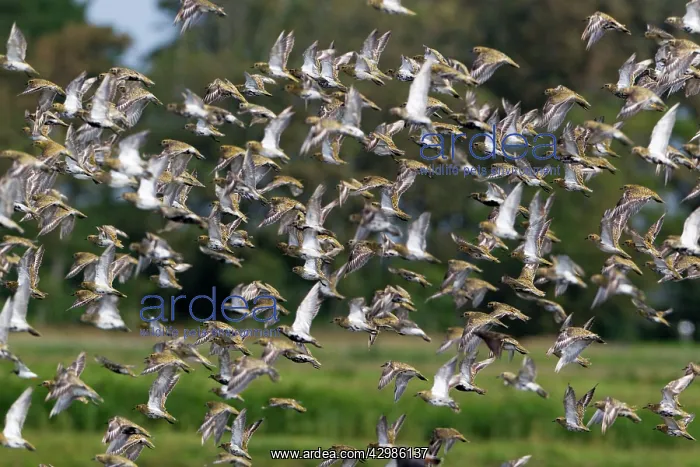 : Golden Plover : Golden Plover