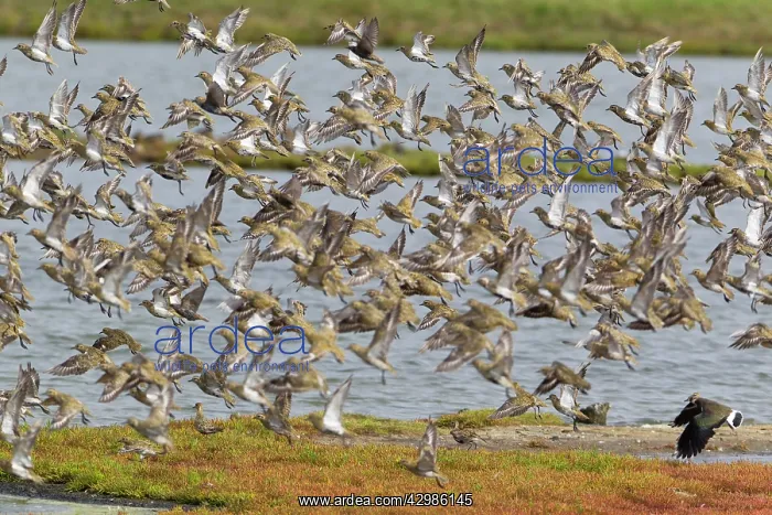 : Golden Plover : Golden Plover