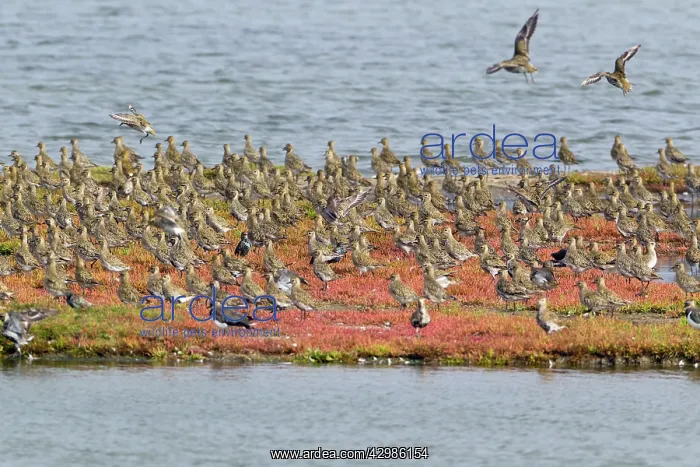 : Golden Plover : Golden Plover