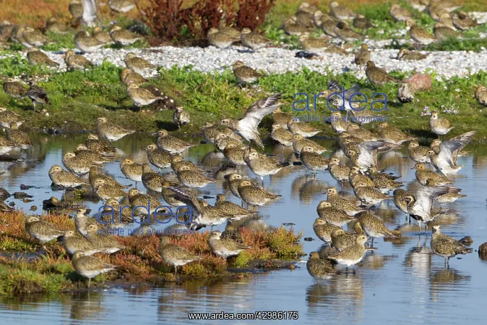 : Golden Plover : Golden Plover