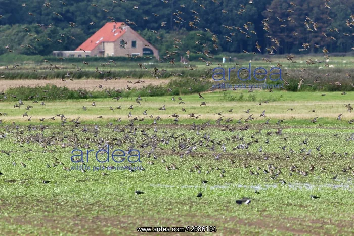 : Golden Plover : Golden Plover