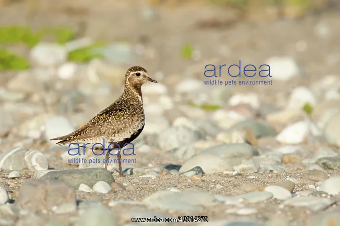  : Golden Plover adult on beach summer