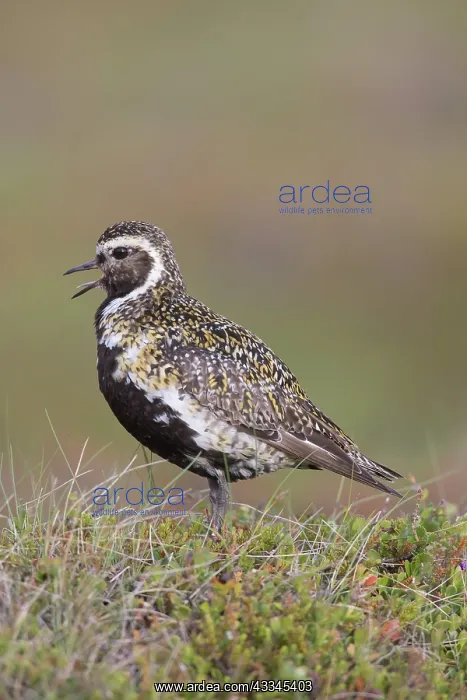 : Golden Plover - adult male in breeding plumage - : Golden Plover - adult male in breeding plumage -