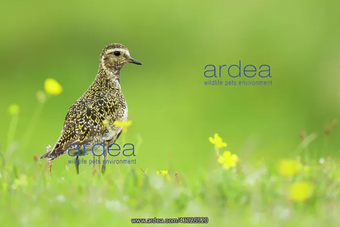 : Golden Plover - breeding plumage : Golden Plover - breeding plumage