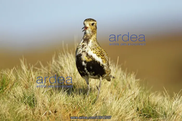 : Golden Plover - calling : Golden Plover - calling
