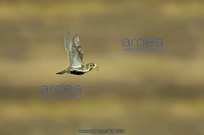 : Golden Plover - calling in flight over moorland : Golden Plover - calling in flight over moorland