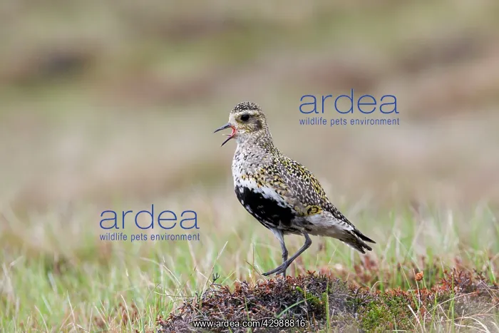 : Golden Plover - calling in Summer : Golden Plover - calling in Summer