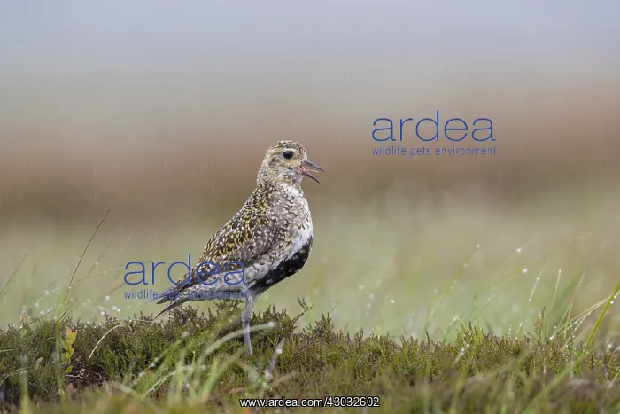 : Golden Plover - Calling - Yorkshire - UK : Golden Plover - Calling - Yorkshire - UK