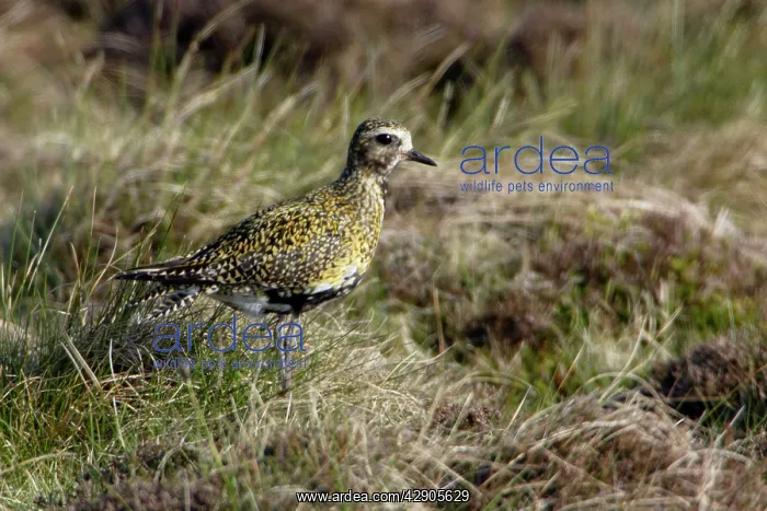  : Golden Plover - camouflaged in grass, in moorland