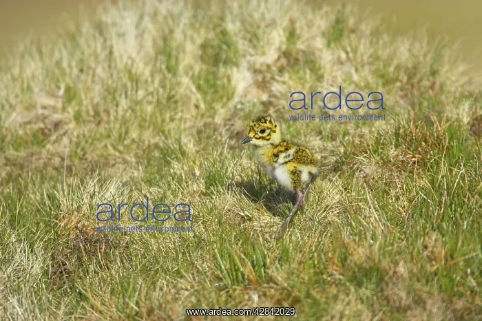 : Golden Plover - chick : Golden Plover - chick