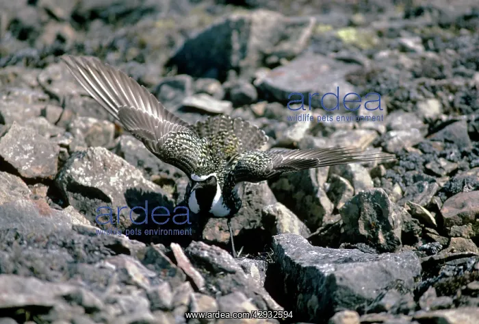 : Golden Plover - distraction display : Golden Plover - distraction display