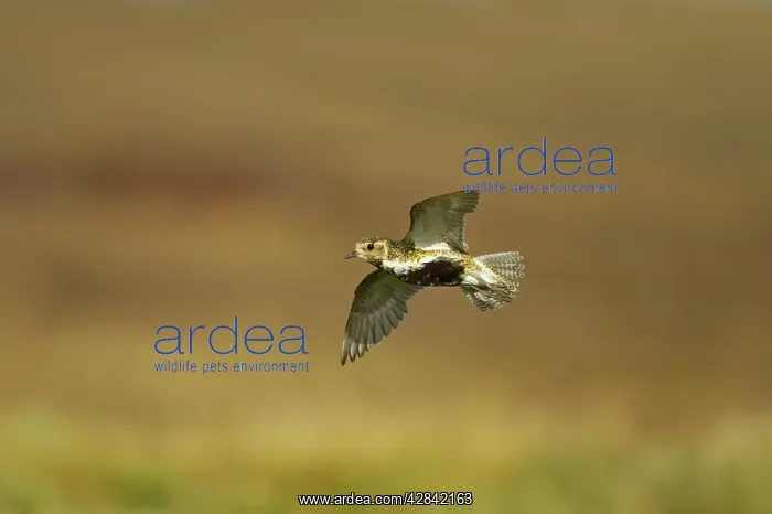  : Golden Plover - in flight over moorland