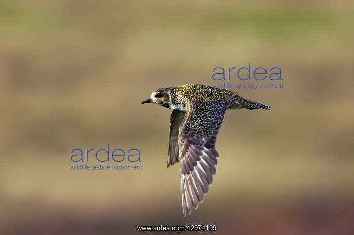 : Golden Plover - In flight over moorland : Golden Plover - In flight over moorland