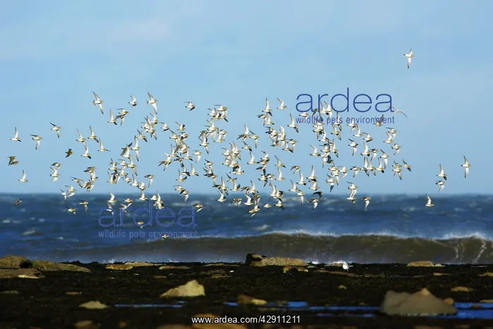 : Golden Plover - flock flying along coast in autumn : Golden Plover - flock flying along coast in autumn