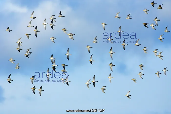 : Golden Plover - flock flying along coast in autumn : Golden Plover - flock flying along coast in autumn