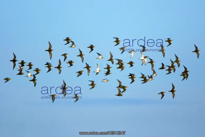 : Golden Plover - flock flying along coast in autumn : Golden Plover - flock flying along coast in autumn