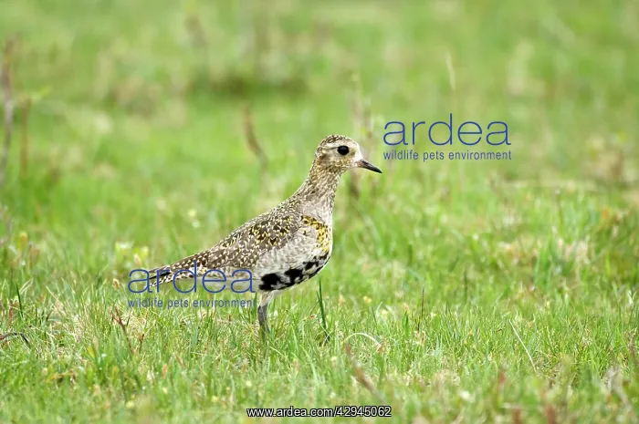 : Golden Plover - In grass : Golden Plover - In grass