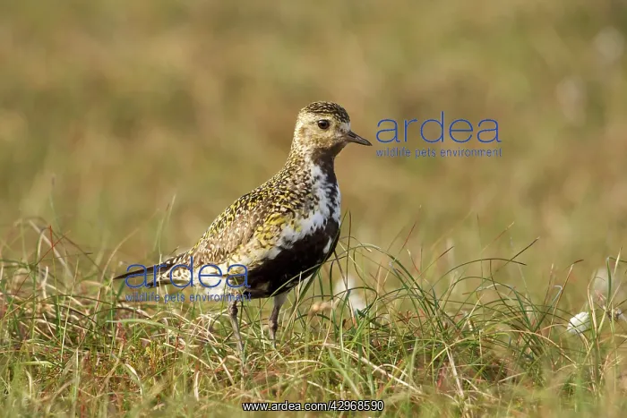 : Golden Plover - in habitat showing breeding plumage - June : Golden Plover - in habitat showing breeding plumage - June