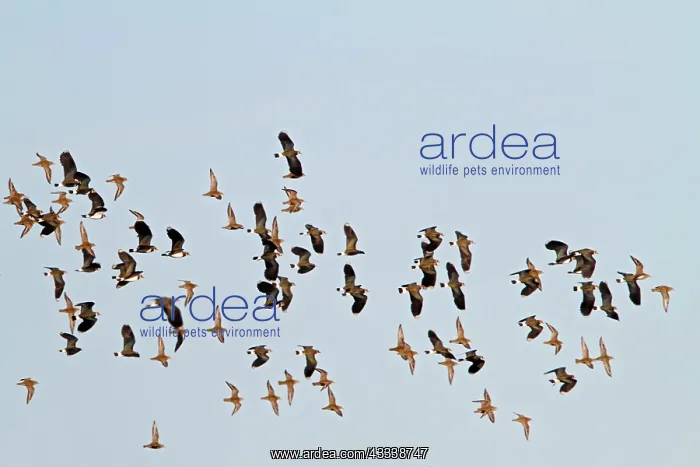 : Golden Plover & Lapwing (Vanellus vanellus) mixed : Golden Plover & Lapwing (Vanellus vanellus) mixed