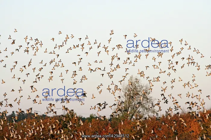 : Golden Plover - large Autumn flock in flight : Golden Plover - large Autumn flock in flight