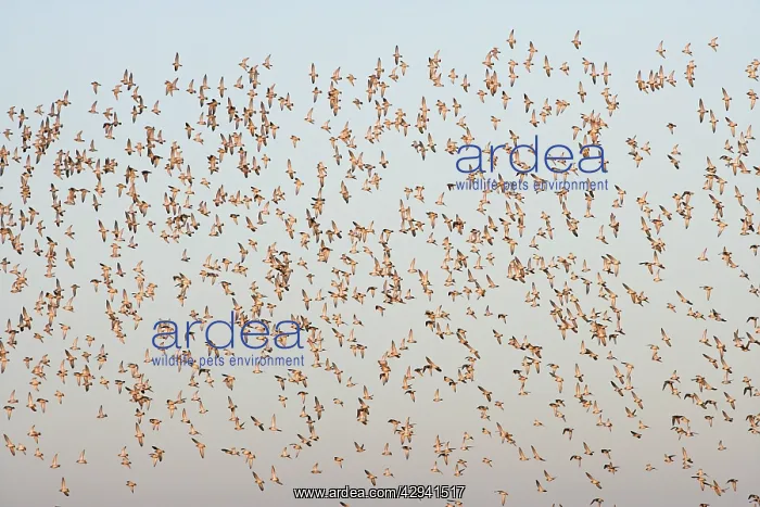 : Golden Plover - large Autumn flock in flight : Golden Plover - large Autumn flock in flight