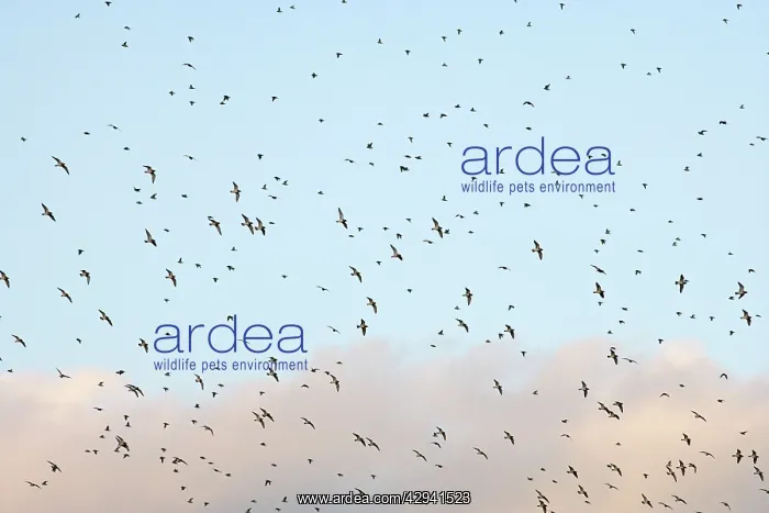 : Golden Plover - large Autumn flock in flight : Golden Plover - large Autumn flock in flight