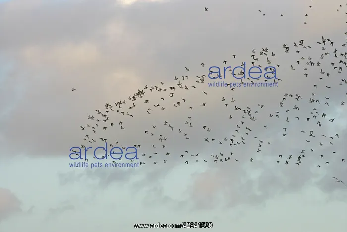 : Golden Plover - large Autumn flock in flight : Golden Plover - large Autumn flock in flight